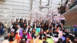 登美丘高校 ダンス部 TDC Tomioka Dance Club 4/4 ベルヒル北野田 12周年感謝祭 12th ANNIV.