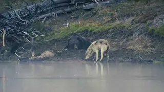 Grizzly Lazily Fends off Its Meal from a Wolf || ViralHog