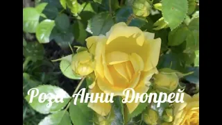 Роза Анни Дюпрей