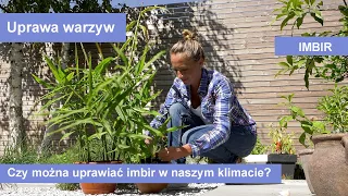 Imbir w uprawie doniczkowej. Jak to zrobić? Jak wygląda po 6 miesiącach od posadzenia?