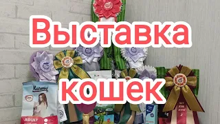 Как проходит Выставка кошек декабрь 2022 г. Тверь. КЛК Триумф