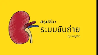 สรุปชีวะ ระบบขับถ่าย