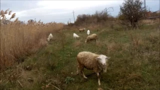 Выпас скота на призязи. Как мы пасём коз и овец. Ч. 2.