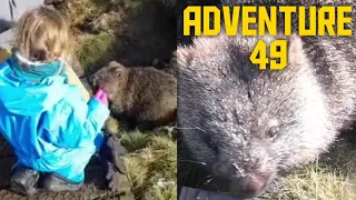 Do wombats really poop cubes? Out in the snow for wild wombat encounter at Cradle Mountain.