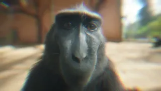 Monkey | Rizzler | 4K