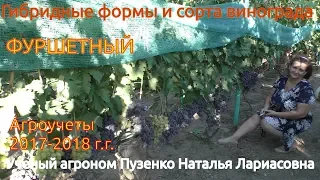 Виноград Фуршетный,  ранний, сладкий, очень урожайный виноград (Пузенко Наталья Лариасовна)