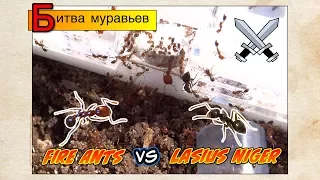 БИТВА МУРАВЬЕВ?! СЕРЬЕЗНО?! Огненные против нигеров // Solenopsis VS Lasius