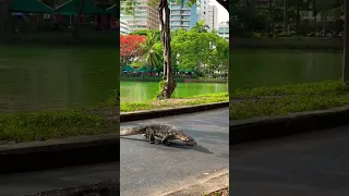 Walking through a park in Bangkok Thailand and you see this 😨 #thailand #bangkok