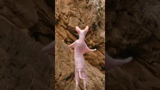 pink Billi danceing huge sphynx#dance #viral#billi #trending#cat#youtube #sphynx#shorts #1millionvie