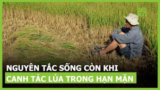 Nguyên tắc sống còn khi canh tác lúa mùa hạn mặn | VTC16