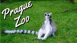 Prague Zoo | Zoo Praha  - Best of Europe