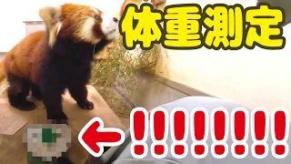 【千葉市動物公園公式】レッサーパンダの体重測定(前編)：みいの体重が…！！