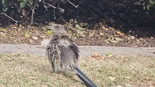 The Brave little road runner