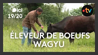 Gens de la Terre : Christophe, éleveur de boeufs Wagyu