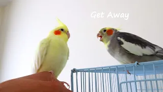 Cockatiels don’t wanna be friends