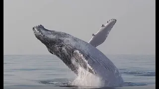 Whale jumping out of the water Compilation 2021