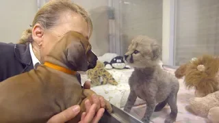 Puppy Meets A Cheetah Cub — After Two Years, They Are Unexpectedly Inseparable