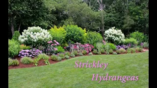 Strictly Hydrangeas Linda Coven 2014-2023