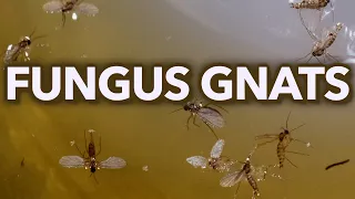 Fungus Gnats Natural Killer 100 Percent Effective!