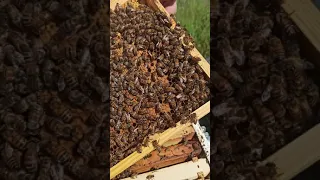Επιθεώρηση μελισσιού αποδοχή βασιλικού κελιού και κόψιμο παραφιαδας Μέρος Β