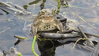 жаба. весенние трели