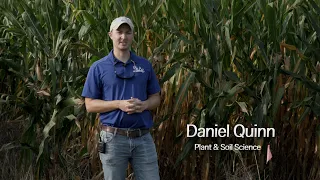 Corn With and Without Rye Cover Crops