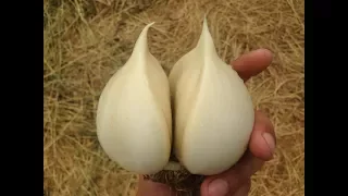 Гигантский чеснок / Технология выращивания озимого чеснока