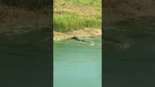 Gator Vs Moccasin