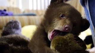 Orphaned Bear Cub "Tahoe" at Lake Tahoe Wildlife Care