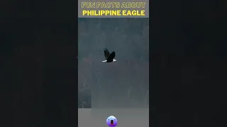 FUN FACTS ABOUT PHILIPPINE Eagles