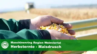 Maisdrusch - Maschinenring Region Weinviertel