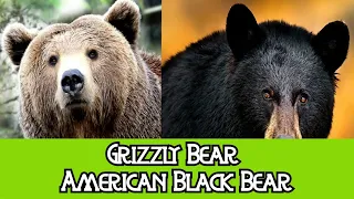 Grizzly Bear & American Black Bear - The Differences
