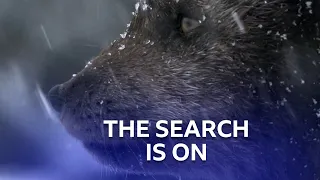 Arctic Fox Searches For His Mate | Stormborn | BBC Scotland