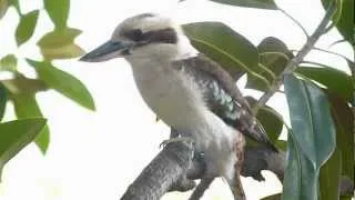 Laughing Kookaburra