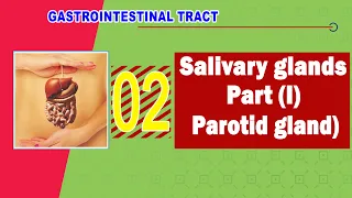 02. Salivary glands (Part I)