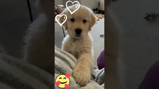 CUTE DOG VIDEO COMPILATION - LABRADOR RETRIVER cute puppies funny video animals -