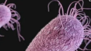 How bugs become superbugs