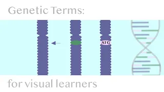 Genetic Terms: Loci, Gene & Allele