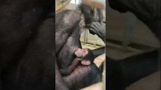 Allo zoo di Ravenna è nato un raro cucciolo di scimpanzé #shorts #news