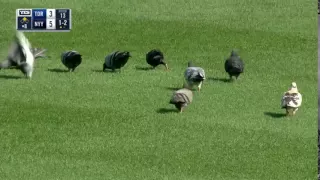 TOR@NYY: Pigeons snack on the field at Yankee Stadium