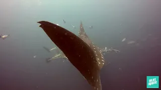 WHALE SHARK AT SAILROCK | The Life Aquatic SAMUI