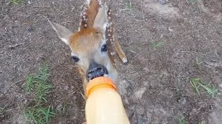 Rescued Little BABY Deer on our property