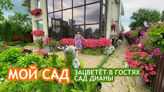 Мой сад. Зацветёт в гостях. Сад Дианы.