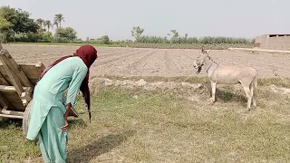 Donkey Funny videos | Man Playing with Donkey | Animal Point