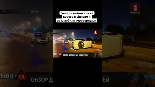 Лошадь выбежала на дорогу в Минске и автомобиль перевернулся #зонах #дтп