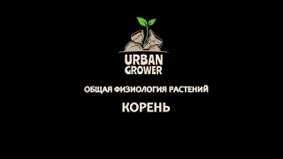 УРБАН ГРОВЕР УРОК 6 - КОРЕНЬ - ОБЩАЯ ФИЗИОЛОГИЯ РАСТЕНИЙ