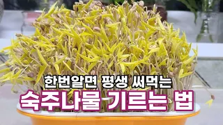 How to grow bean sprouts crispy and full in 6 days, making delicious bean sprouts miso noodles