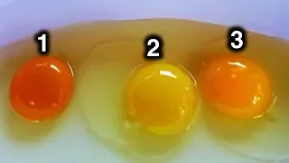 Which Egg Do You Think Came From Healthy Chicken?