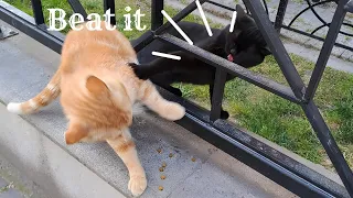 Interesting moments and fights    I encountered while feeding stray cats