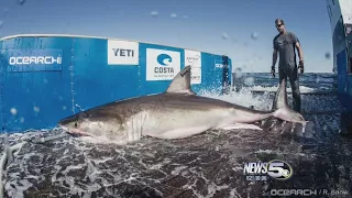 Famous Great White shark tracked off the coast near Pensacola